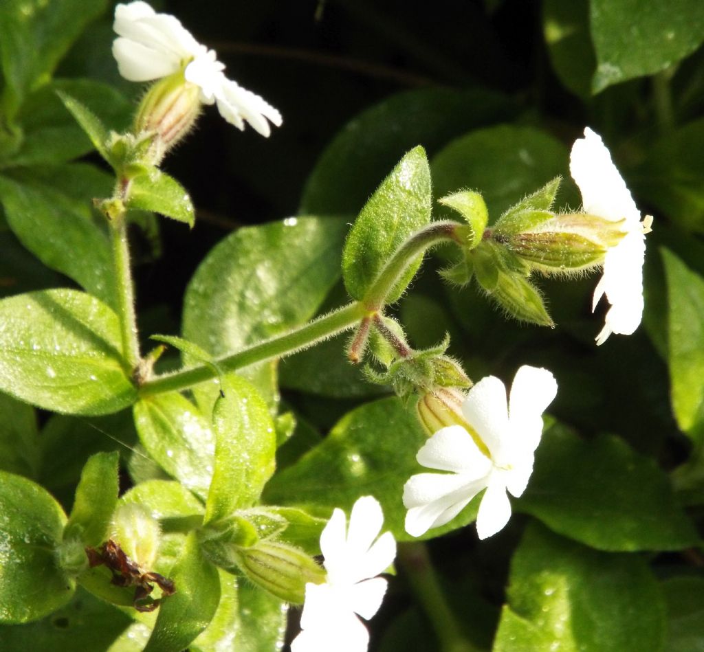 Silene alba (syn. Silene latifolia ssp. alba)